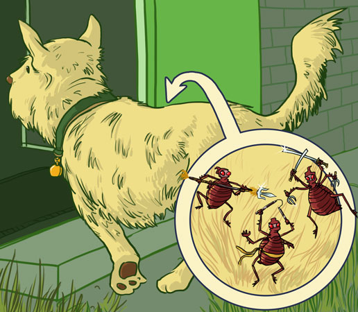 Ninja fleas